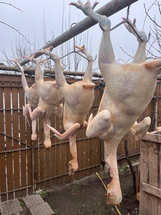 Петли за клане 5 месечни