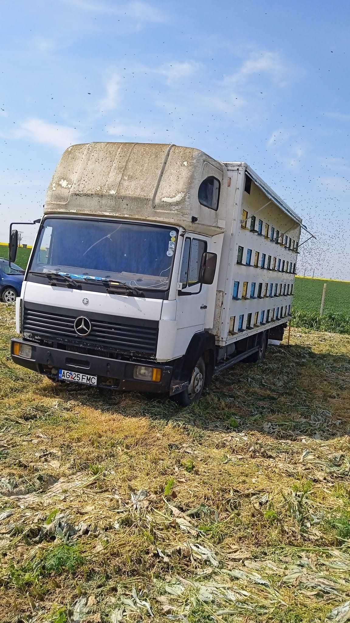 Vand stupina Mercedes cu 88 de familli