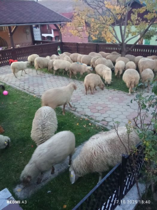 Oi de vânzare   …