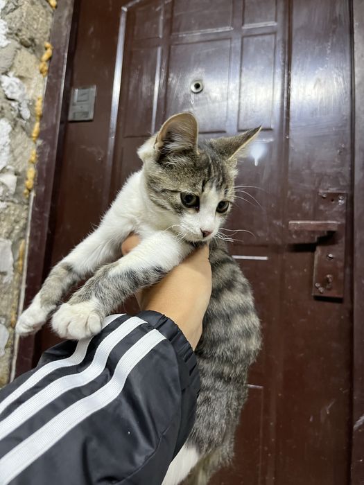 Бесплатно Котенок