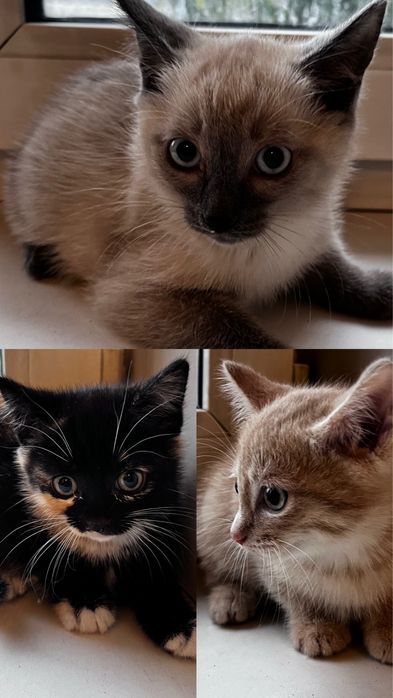 Отдам котят,к лотку приучены.