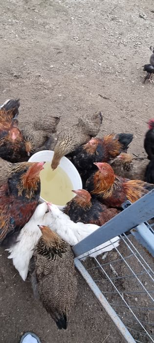 Vând cocosi brahma potarnichiu si citiți descrierea