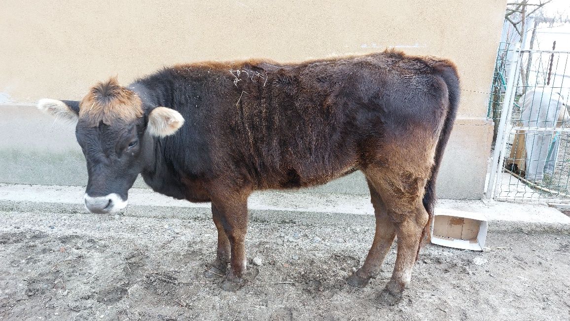 Vând vacă și junincă