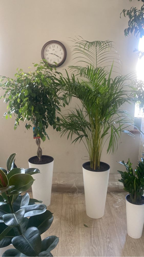 Алоказия макрориза 2м высокие цветы для офиса кафе озеленение