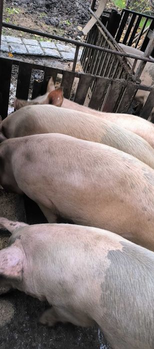 Прасета за луканки