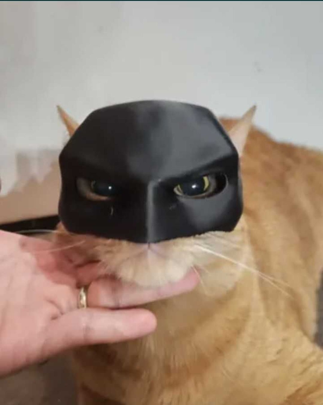 Masca batman pentru pisica