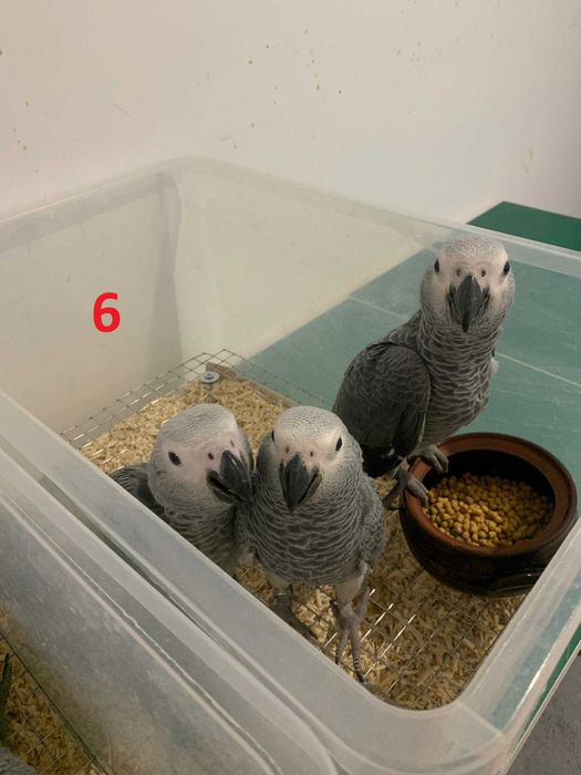 Папагали кралско Жако - ръчно хранени цени от 1100лв на ЕДРО!