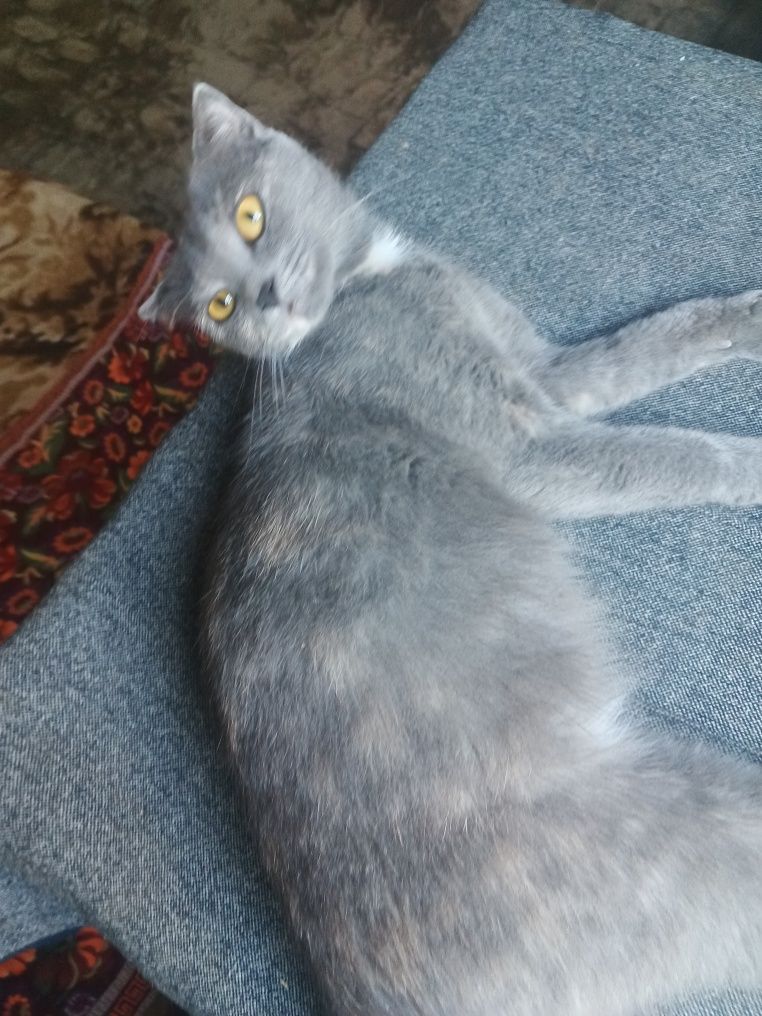 Scottish fold qornida bolasi bor