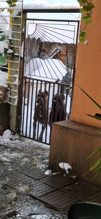 Кане корсо чистокръвни