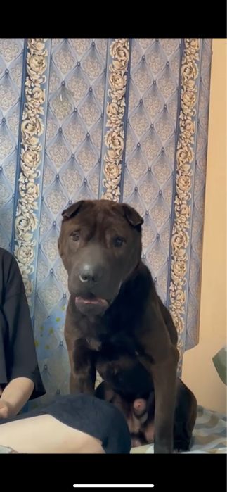Сабака шарпей  1 годик
