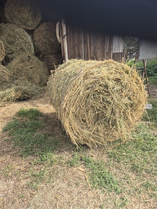 Vând baloti rotunzi.