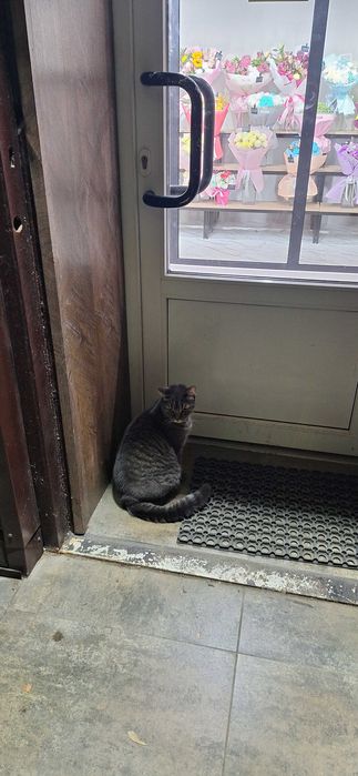 Кошечка срочно ищет дом или передержу