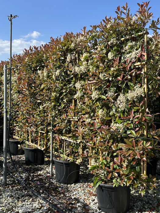 Tuia brazi maslini ilex pohtinia bosai spirale pom-pom cedru evonimius