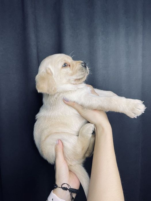 Продаются чистокровные ЩЕНКИ ЛАБРАДОРА ретривера