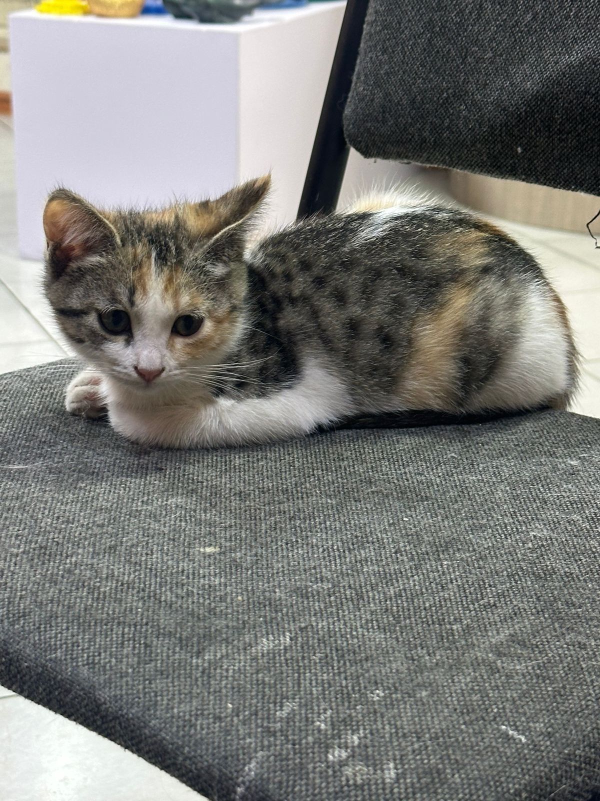 Кошечка ищет дом