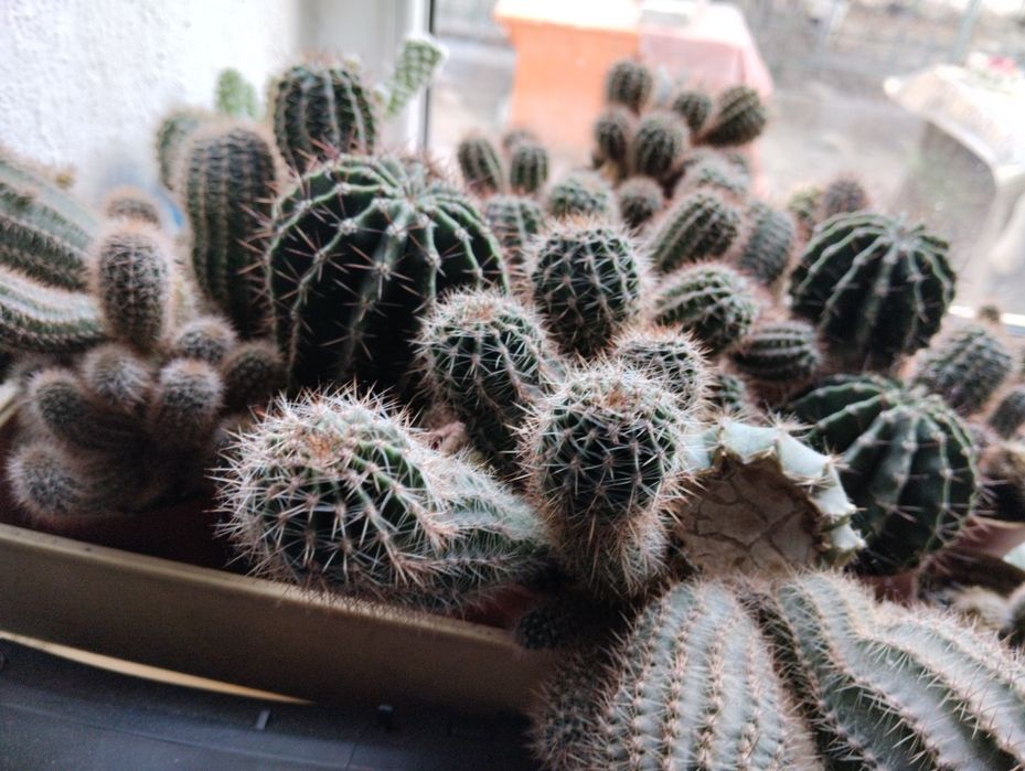 Продам комнатные растения