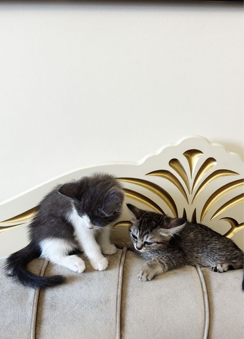 Котята ищут заботливых хозяев