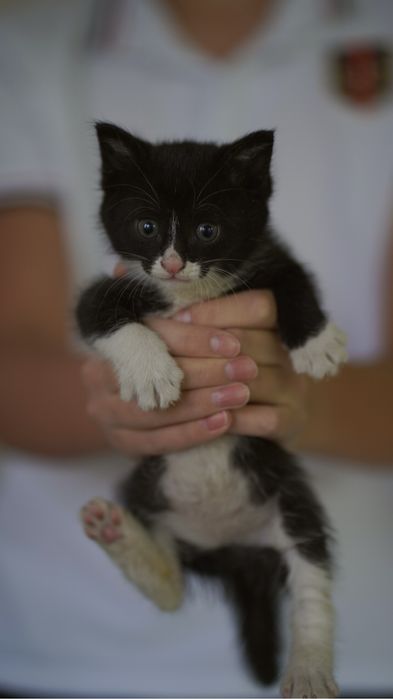 Mushukcha uy izlayapti — Toshkent!