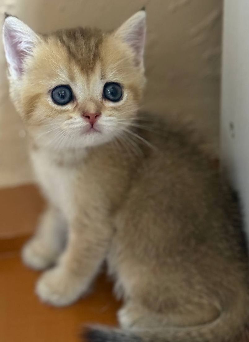 Срочно продаются шотландские котята