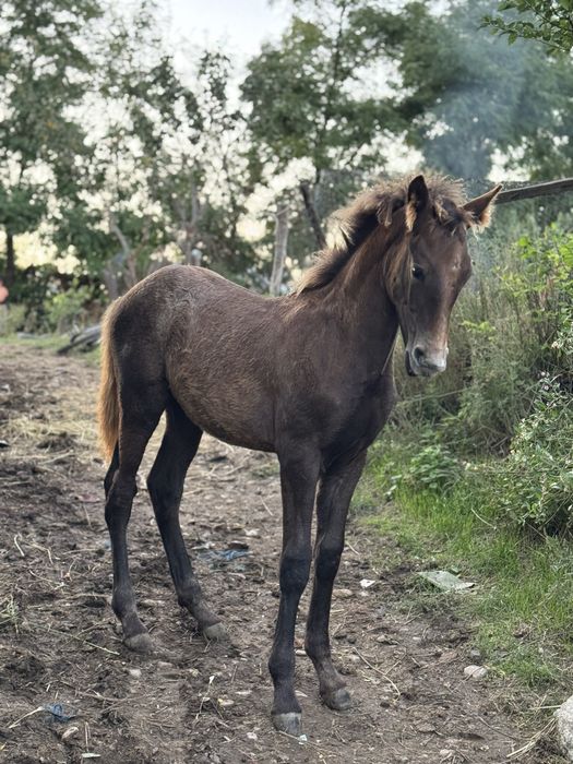 De vanzare ! Iapa lipițană cu tot cu mănză