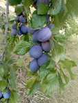 Prune de vanzare