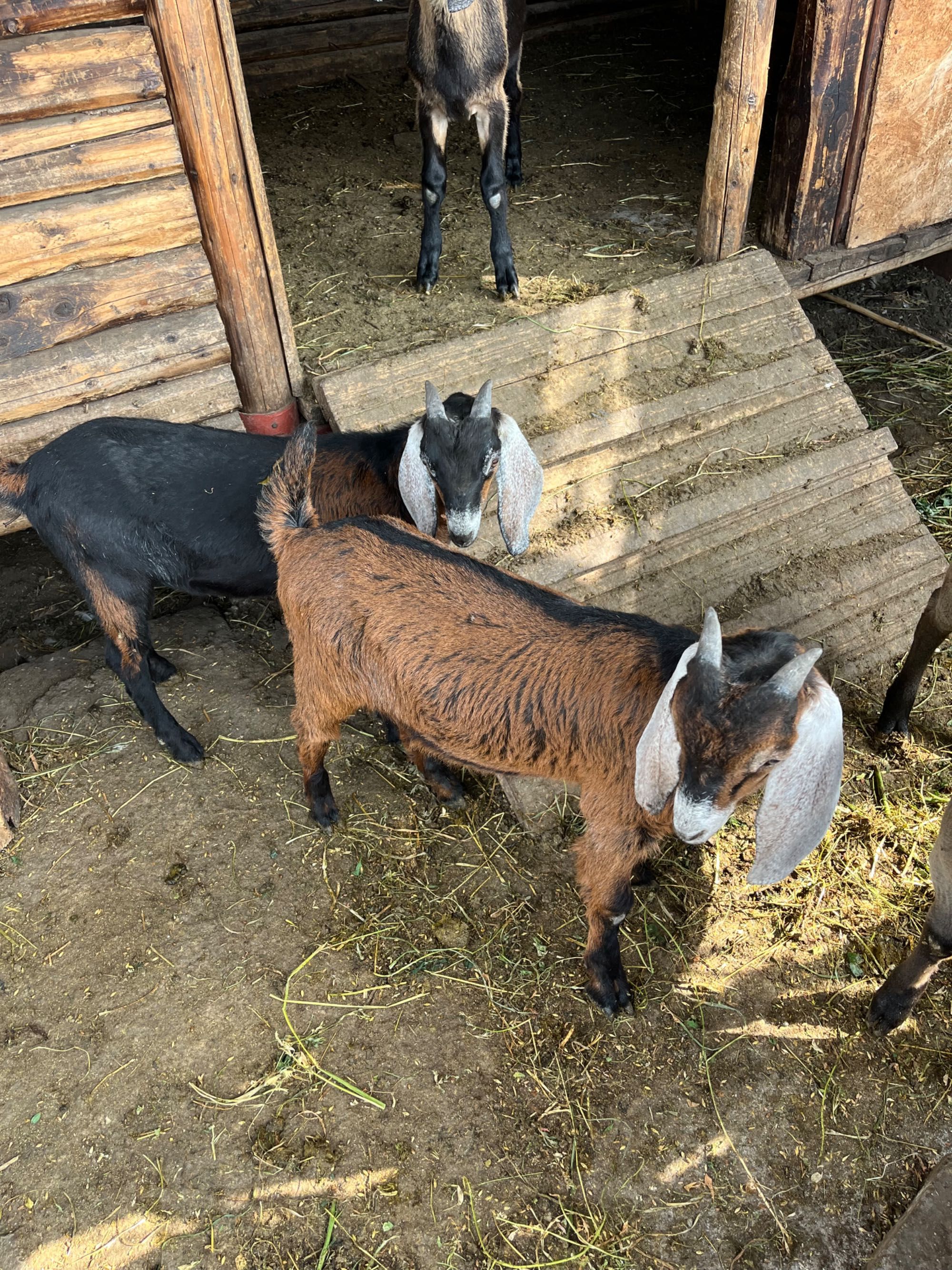 2 țapi francezi alpini (iezi aproximativ 20 kg)