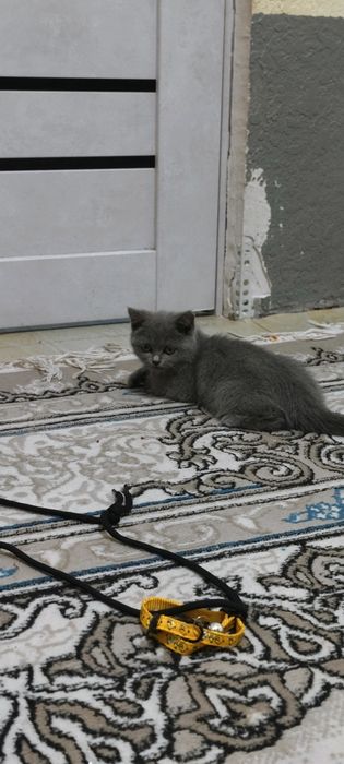 Zotor mushuk Andijon viloyati clara setkonda