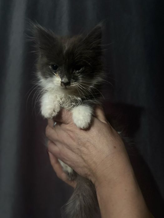 Хвостик, ищет дом