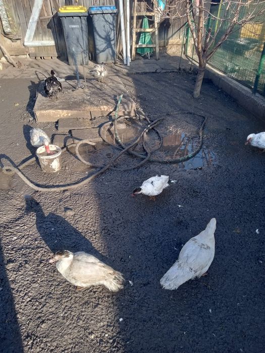 Rate mute de vanzare