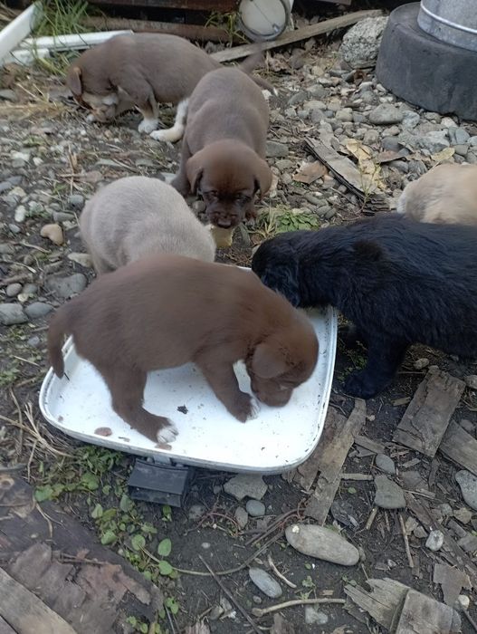 Vând căței Labrador metis