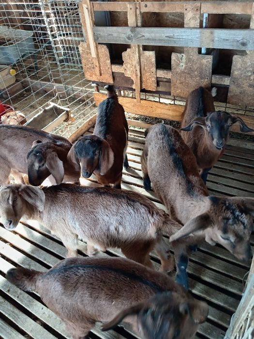 Vând țap Anglo nubian și Alpin Francez și iezi Alpin Francez