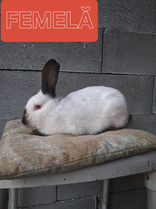 Vând iepuri californian