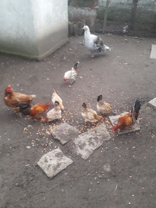 Vand cocosi si găini pitici.