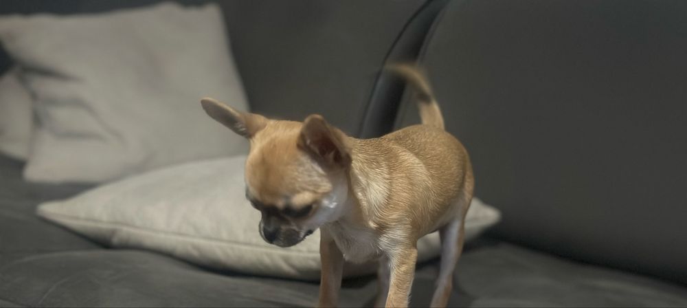 Чихуахуа мини момиче