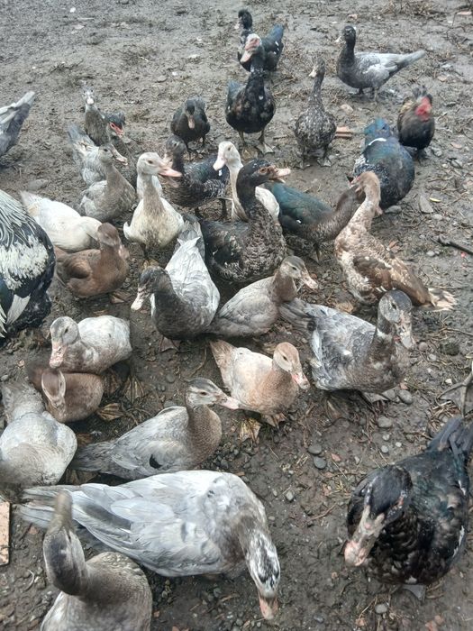 Rațe mute de vânzare.