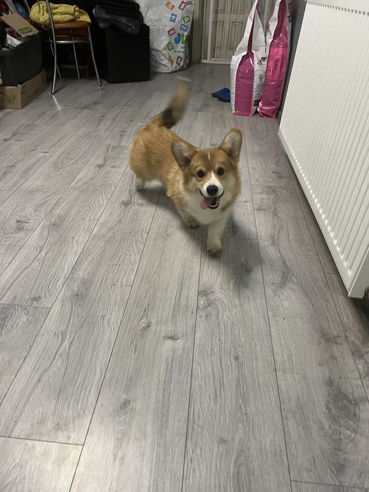Mascul Corgi cu pedigree
