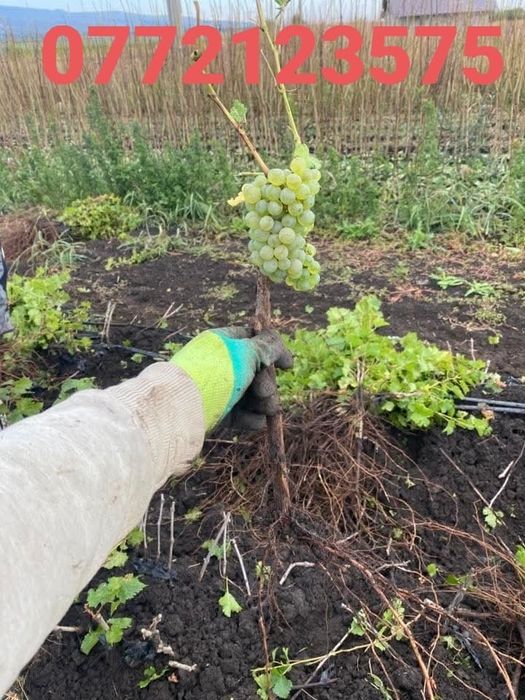 Butasi vita de vie gata de plantat