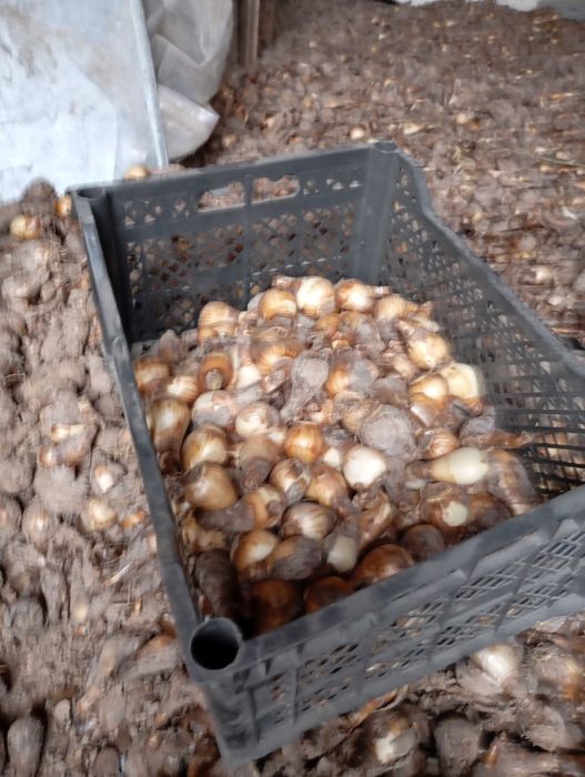 Nartis gul sodiladi donagayam kilogayam kelishamiz kop yilik gul