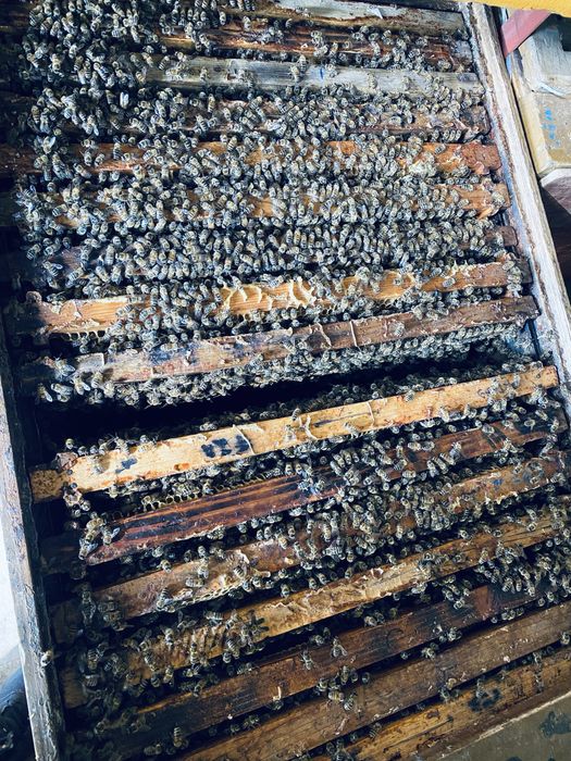 Vând familii de albine