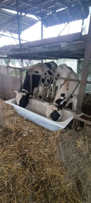 Vând  tauri. Crescuți natural