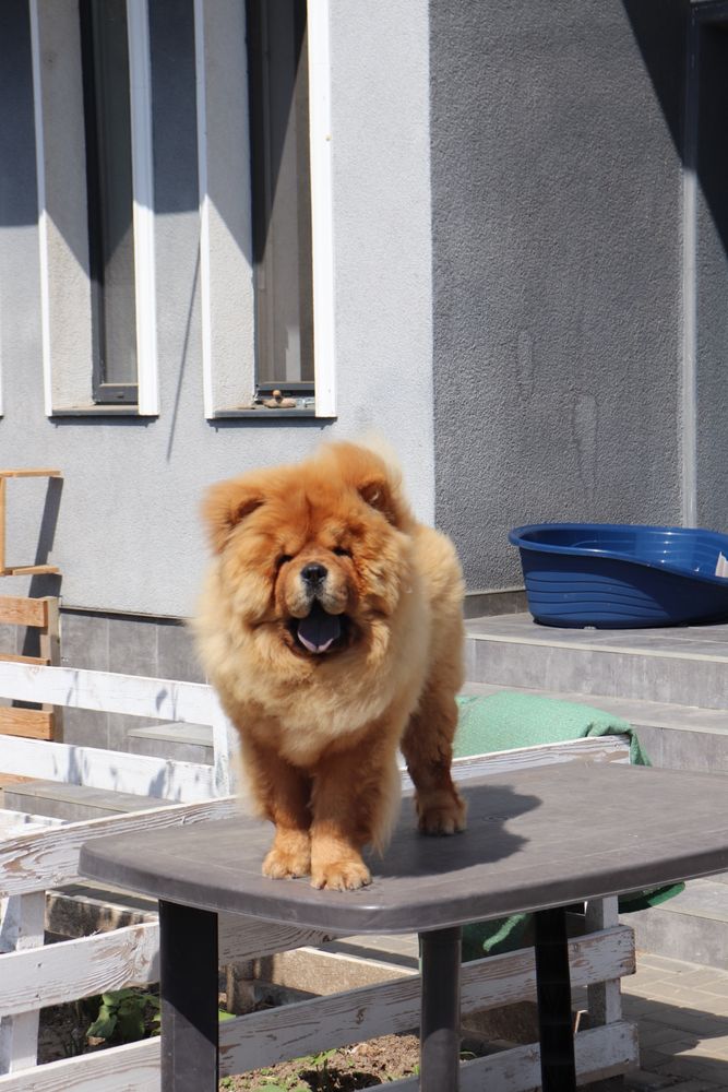 Chow chow cu ( pedigree poze reale )