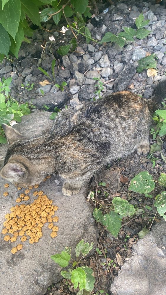 Ищу дом для котенка!