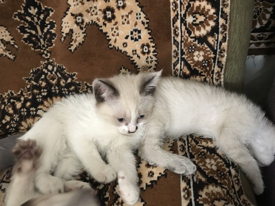 :) Сиамские котята
