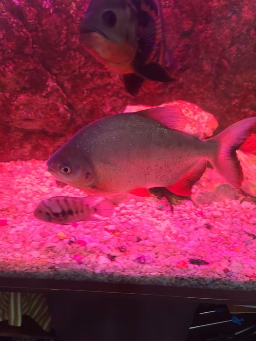 Йирик ўлчамли хишник балиқлар сотилади