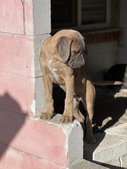 Кане Корсо.