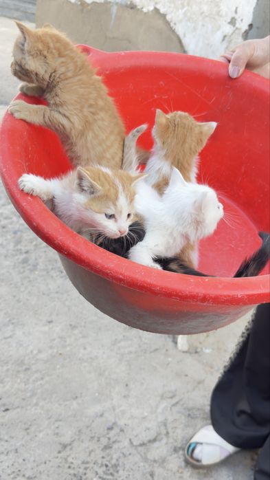 Mushuk bollari sotiladi xonaki hammasi chiroyli