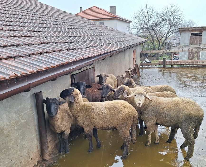 Селскостопански животни