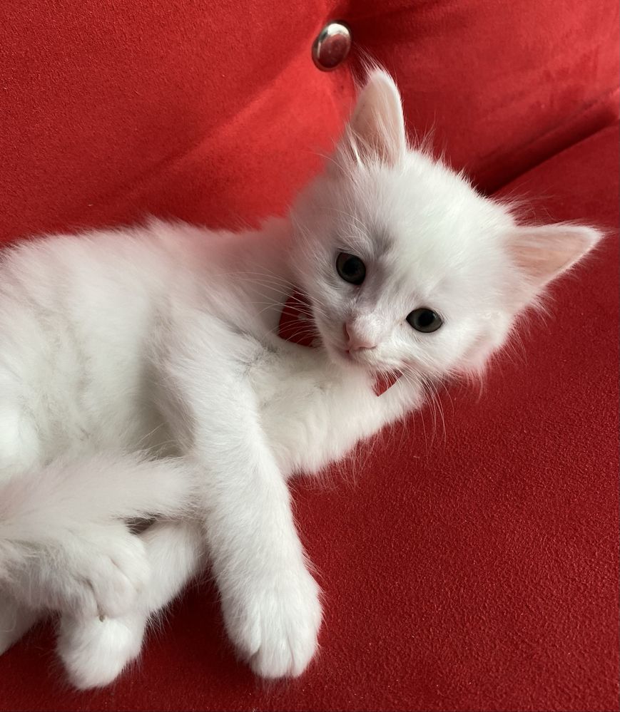 Pisica Angora Turceasca pisicuta alba frumoasa ochi albastri / verzi