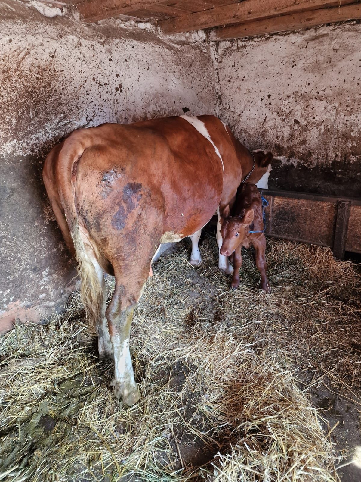 Vând vacă de 8 ani