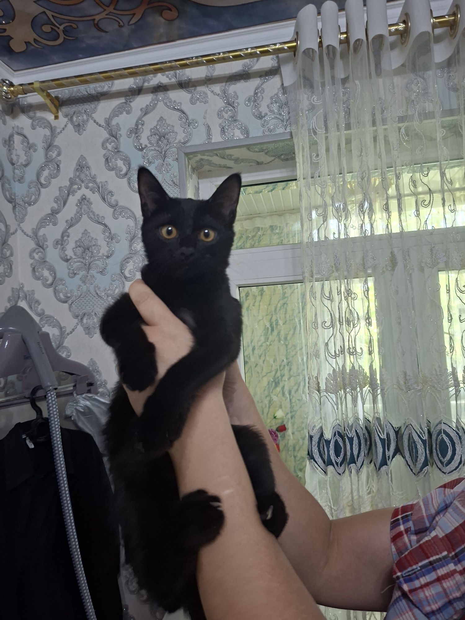 Котята хорошие руки
